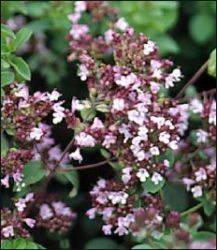 La ce e bun uleiul de oregano?