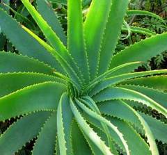 Afla cat de benefica este aloe vera