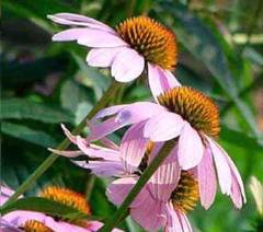 Echinacea opreste simptomele gripei porcine