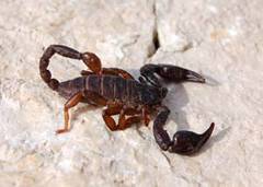 Veninul de scorpion trateaza durerile puternice