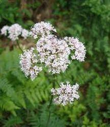 Valeriana calmeaza si combate insomnia