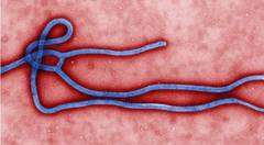Ebola nu mai e incurabila - S-a gasit tratamentul