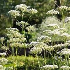 Plantele lunii iulie: angelica