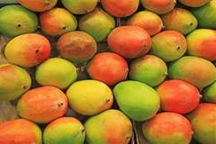 Salmonella in mango