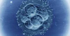 Pierderea sarcinii, cauzata de super-fertilitate