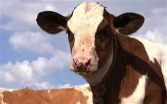 Laptele perfect modificat genetic - un aliment al viitorului?