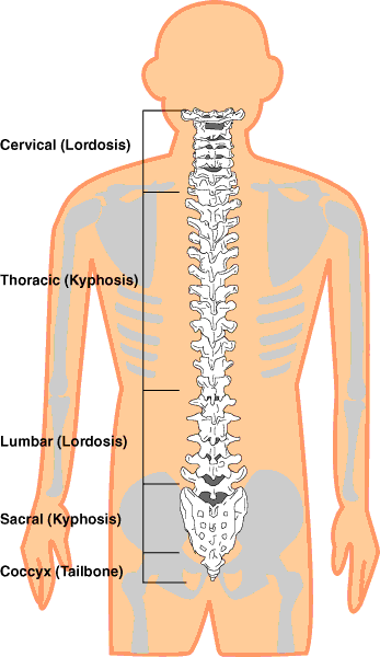 Care sunt cele mai sensibile zone la coloana vertebrala?