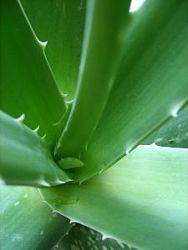 Aloe, de la ghiveci la crema