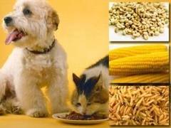 Dieta vegetariana pentru caini si pisici