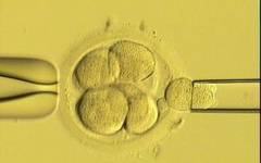 Fertilizarea in vitro creste de patru ori riscul ca fatul sa moara