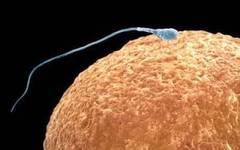 Un compus din sperma incetineste imbatranirea