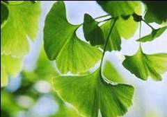 Ginkgo biloba, contraindicata in epilepsie