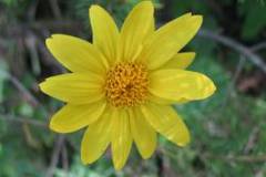 Arnica, foarte buna impotriva ranilor