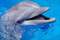 Delfinii pot oferi solutii pentru cancerul de col uterin