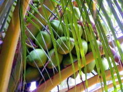 Uleiul de cocos face minuni