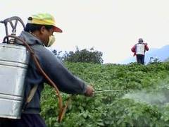 Cei care lucreaza cu pesticidele risca sa se imbolnaveasca de Parkinson