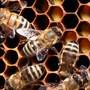 Veninul albinelor de scapa de dureri