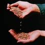 Cerealele integrale te feresc de hipertensiune