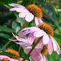 Echinacea opreste simptomele gripei porcine