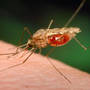 Un vaccin impotriva malariei, creat pana in 2012