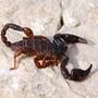 Veninul de scorpion trateaza durerile puternice