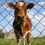 Ar putea urma un al doilea val al bolii vacii nebune