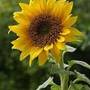 Floarea soarelui trateaza raceala, dar si bolile de piele