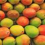 Salmonella in mango