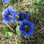 Gentiana imbunatateste functiile ficatului