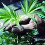 Efectele benefice ale cannabisului in tratarea cancerului - studiu (Video)