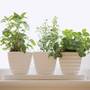 9 plante curative pe care sa le folosesti imediat