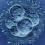 Pierderea sarcinii, cauzata de super-fertilitate