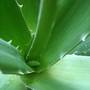 Aloe, de la ghiveci la crema