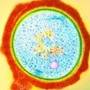 A fost descoperit mecanismul prin care bacteriile rezista la antibiotice