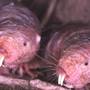 S-a descoperit singurul animal care nu se poate imbolnavi de cancer