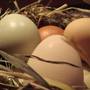 Institutul Parhon a ajutat la conceperea oualelor fara colesterol