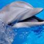 Delfinii pot oferi solutii pentru cancerul de col uterin